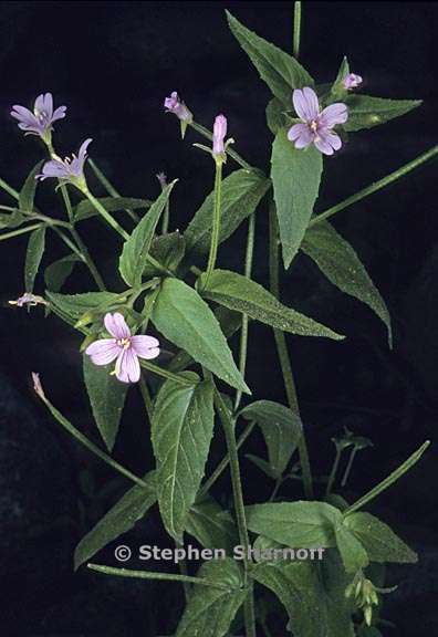 epilobium hornemannii ssp hornemannii 1 graphic